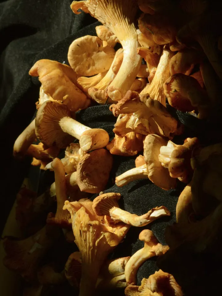 Oral Health Alert: Black Fungus